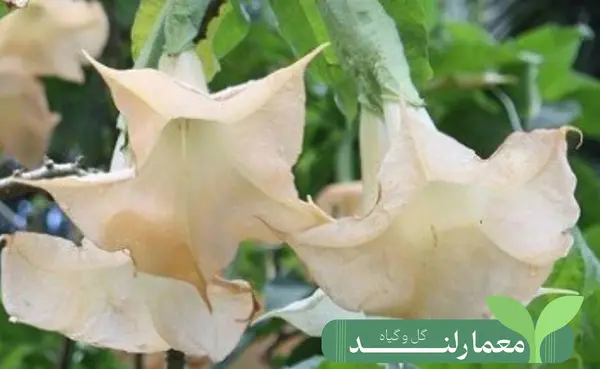 عکس گیاه شیطان