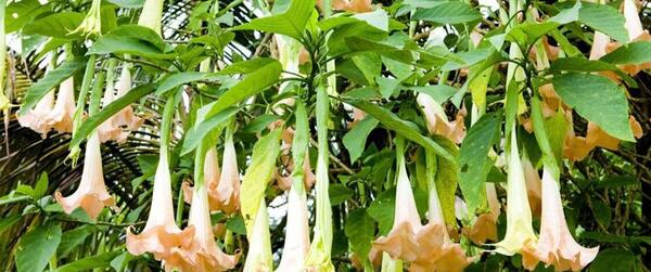عکس گیاه شیطان