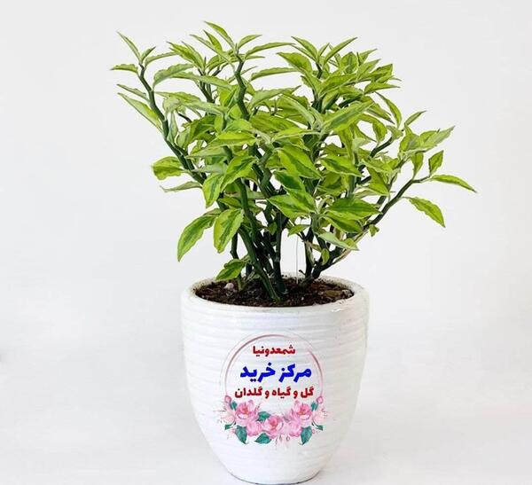عکس گیاه شیطان