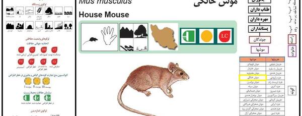 عکس موش های خانگی