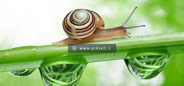 عکس حلزون سبز