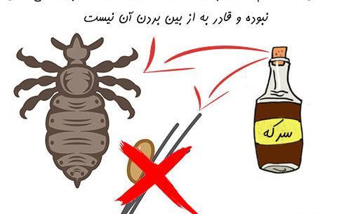 عکس شپش موی سر