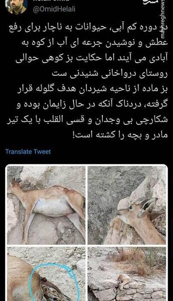 عکس حیوانات جهنمی