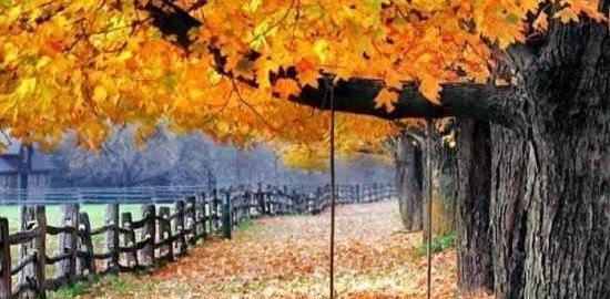 عکس نوشته از پاییز زیبا