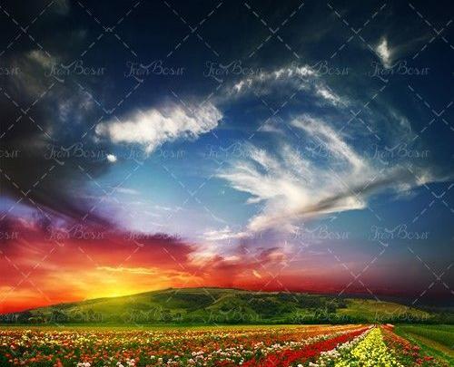 عکس گل رز در غروب آفتاب