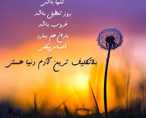 عکس گل رز در غروب آفتاب