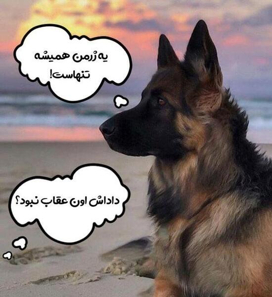 عکس تصویر زمینه سگ ژرمن