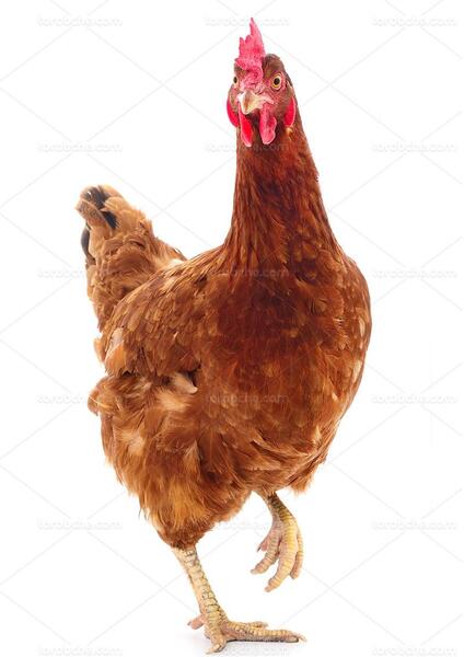 عکس خروس
