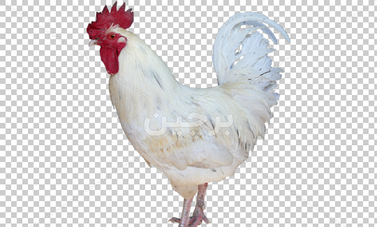 عکس خروس