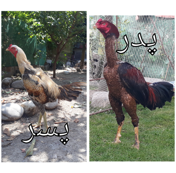 عکس خروس