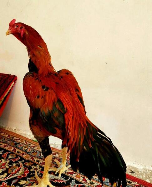 عکس خروس