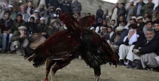 عکس خروس