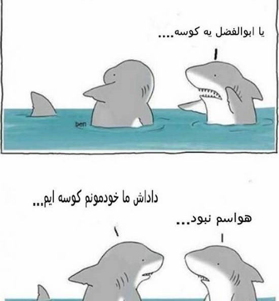 عکس کوسه برای پروفایل