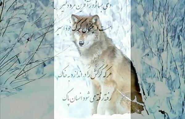 عکس نوشته شعر گرگ فریدون مشیری