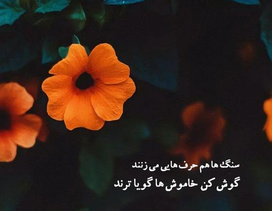 عکس نوشته شعر گرگ فریدون مشیری