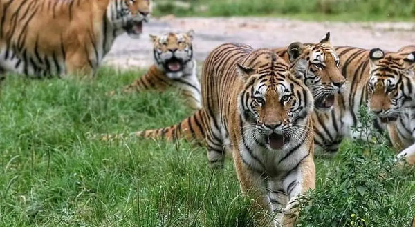 عکس ببر غول