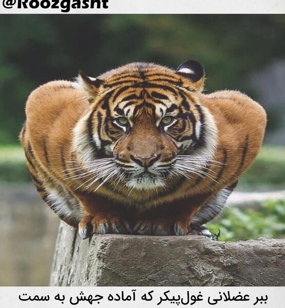 عکس ببر غول