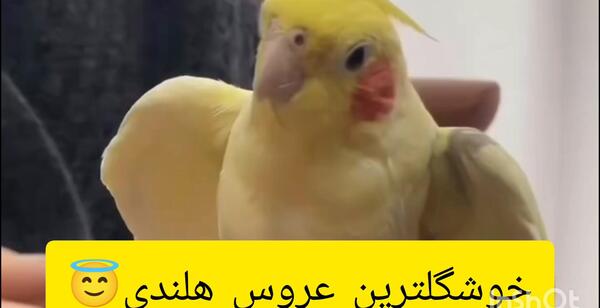 عکس زیباترین عروس هلندی جهان