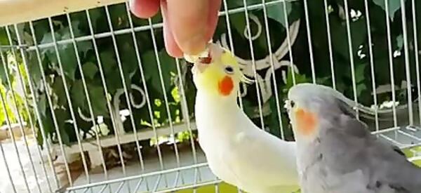 عکس زیباترین عروس هلندی جهان
