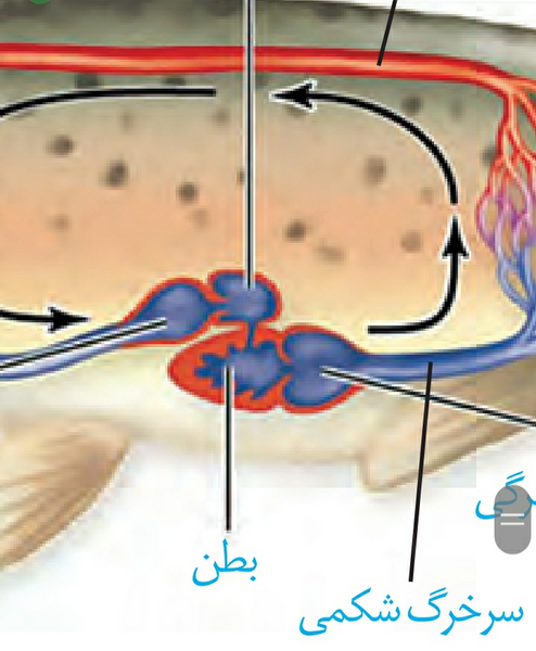 عکس قلب ماهی