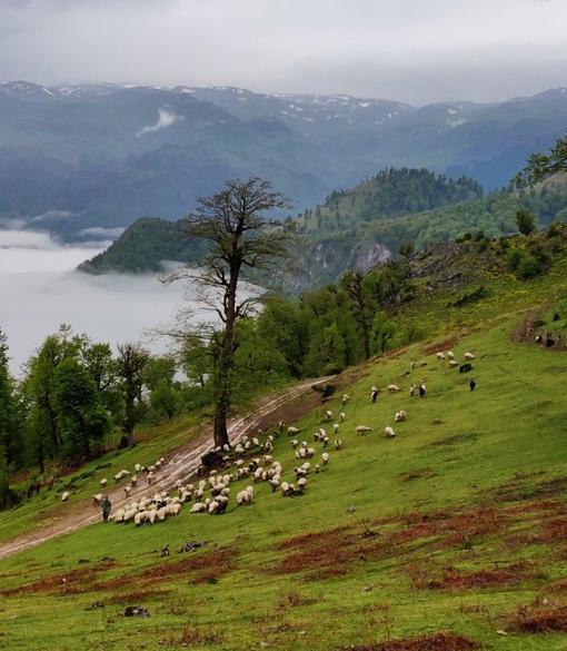 عکسهای زیبا از طبیعت گیلان