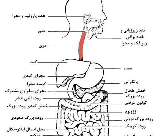 عکس حلق کنی