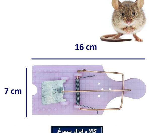 عکس موش جیبی