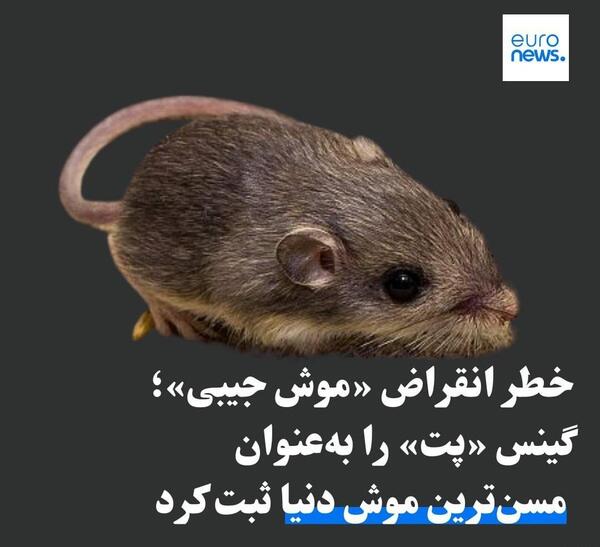 عکس موش جیبی