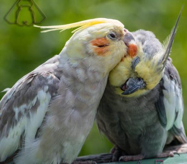 عکس عروس هلندی چند است