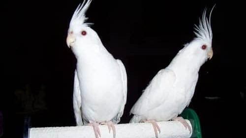 عکس عروس هلندی چند است