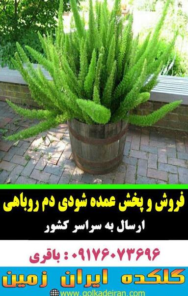 عکس روباه گل