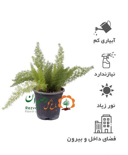 عکس روباه گل