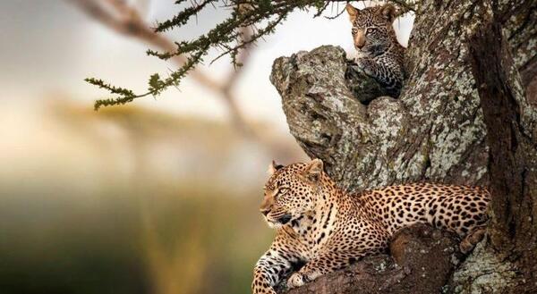 عکس ببر گنگ