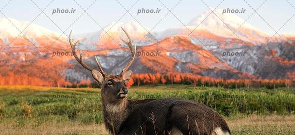 عکس گوزن نشسته