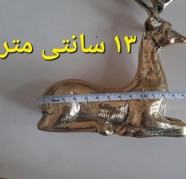 عکس گوزن نشسته