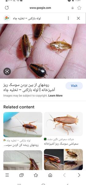 عکس سوسک میخوام