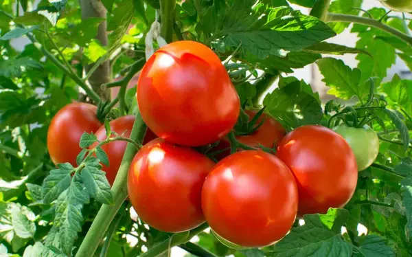 عکس کاشت گوجه در گلدان