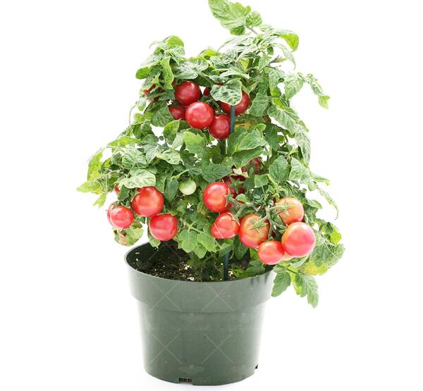 عکس کاشت گوجه در گلدان