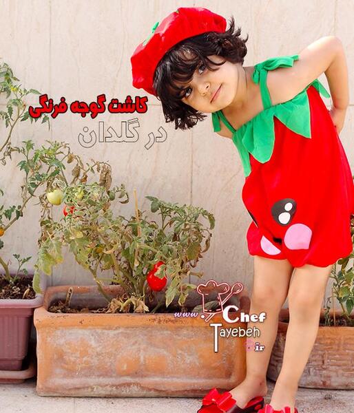 عکس کاشت گوجه در گلدان