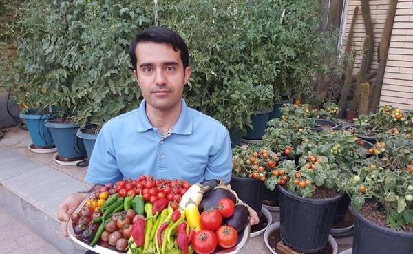 عکس کاشت گوجه در گلدان