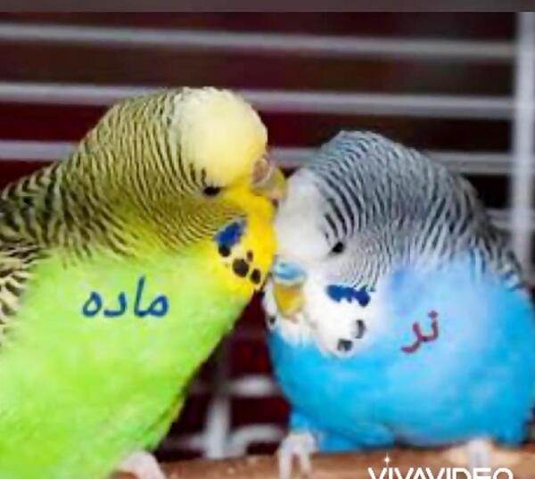 عکس مرغ عشق رنگ سبز