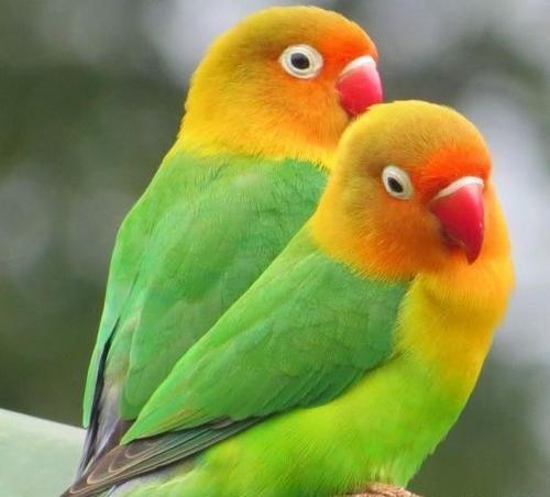 عکس مرغ عشق رنگ سبز