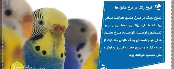 عکس مرغ عشق رنگ سبز