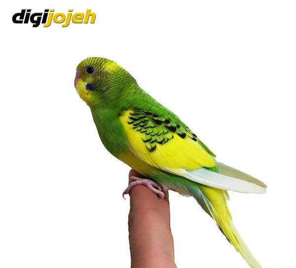 عکس مرغ عشق رنگ سبز