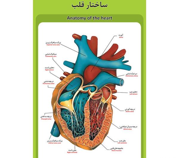 عکس تشریح قلب انسان
