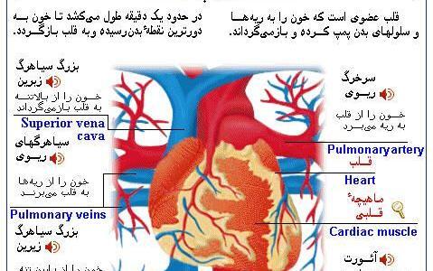 عکس تشریح قلب انسان
