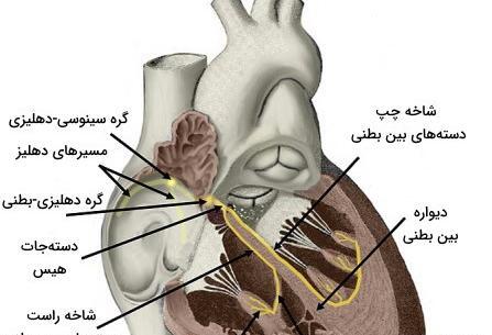 عکس تشریح قلب انسان