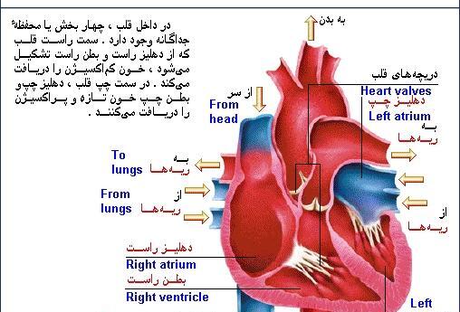 عکس تشریح قلب انسان
