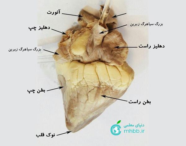 عکس تشریح قلب انسان