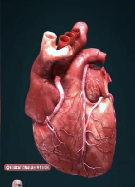 عکس تشریح قلب انسان